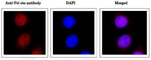 Anti-DNA polymerase eta Antibody