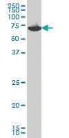 Anti-EIF2AK2 Mouse Monoclonal Antibody [clone: 1D11]