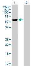 Anti-CEP57 Mouse Polyclonal Antibody