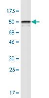 Anti-STIP1 Mouse Monoclonal Antibody [clone: 1B10]