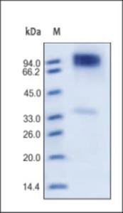 The purity of rh ErbB4 was determined by DTT-reduced (+) SDS-PAGE and staining overnight with Coomassie Blue.