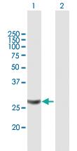 Anti-MRPL28 Mouse Polyclonal Antibody