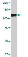 Anti-CDH19 Mouse Polyclonal Antibody