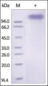 The purity of rh ErbB4 Fc Chimera was determined by DTT-reduced (+) SDS-PAGE and staining overnight with Coomassie Blue.