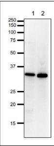 Anti-PCNA Antibody