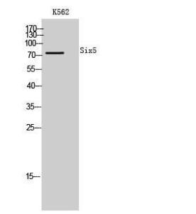 Western blot analysis of K562 cells using Anti-SIX5 Antibody