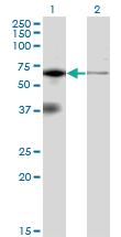 Anti-EIF2AK2 Mouse Monoclonal Antibody [clone: 1D11]