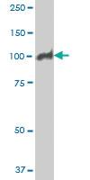 Anti-MCM3 Mouse Monoclonal Antibody [clone: 2H3]