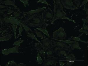 Anti-VNN1 Mouse Monoclonal Antibody [clone: 4E11]