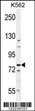 Anti-BCL11B Rabbit Polyclonal Antibody (FITC (Fluorescein Isothiocyanate))