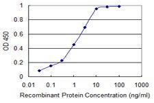 Anti-KIT Mouse Monoclonal Antibody [clone: 4F7]