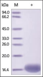 The purity of rh FABP1 / FABPL was determined by DTT-reduced (+) SDS-PAGE and staining overnight with Coomassie Blue.