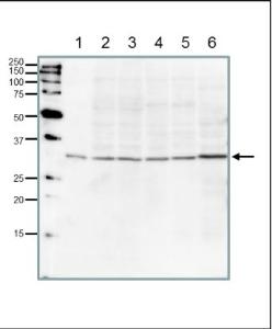 Anti-PCNA Antibody