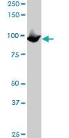 Anti-MCM3 Mouse Monoclonal Antibody [clone: 2H3]