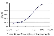 Anti-OXSR1 Mouse Monoclonal Antibody [clone: 3A8]