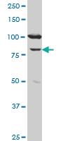 Anti-MCM3 Mouse Monoclonal Antibody [clone: 2H3]