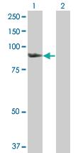 Anti-SMURF1 Rabbit Polyclonal Antibody