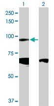 Anti-CDH19 Rabbit Polyclonal Antibody