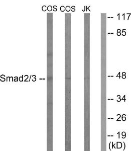 Western blot analysis of lysates from COS7 and Jurkat cells, treated with UV 15' using Anti-Smad2 + Smad3 Antibody. The right hand lane represents a negative control, where the antibody is blocked by the immunising peptide.