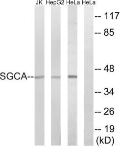 Western blot analysis of lysates from HeLa, HepG2, and Jurkat cells using Anti-SGCA Antibody The right hand lane represents a negative control, where the antibody is blocked by the immunising peptide