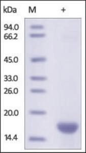 The purity of rh FABP5 was determined by DTT-reduced (+) SDS-PAGE and staining overnight with Coomassie Blue.