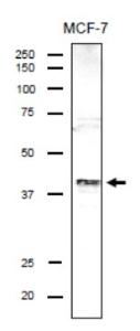 Anti-DSN1 Antibody