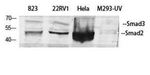 Western blot analysis of various cells using Anti-Smad2 + Smad3 Antibody