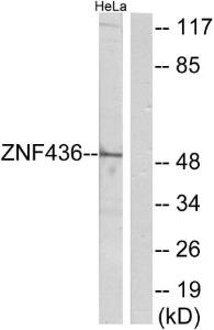 Anti-ZNF436 Rabbit Polyclonal Antibody