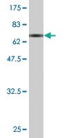 Anti-CCBL1 Mouse Monoclonal Antibody [clone: 1B12]