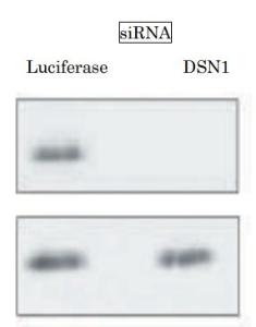 Anti-DSN1 Antibody