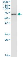 Anti-CCT7 Mouse Monoclonal Antibody [clone: 1D6]