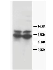 Anti-RUNX2 Rabbit Polyclonal Antibody