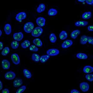 Immunofluorescent analysis of HeLa cells stained with Anti-Nucleolin Antibody [NCL/902] (CF and #174; 647R) (Green). Nuclei are counter stained with DAPI (Blue)