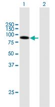 Anti-DLL1 Mouse Polyclonal Antibody