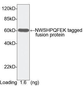 Anti-NWSHPQFEK Rabbit Polyclonal Antibody (HRP (Horseradish Peroxidase))