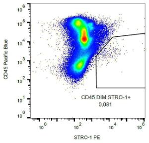 Surface staining of human peripheral blood with Anti-STRO-1 Antibody (A86136)