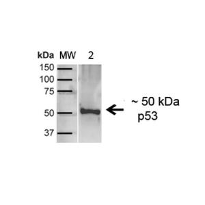 Western blot analysis of human A431 showing detection of ~43