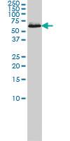 Anti-CCT7 Mouse Monoclonal Antibody [clone: 1D6]