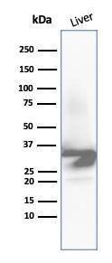 Western blot analysis of human liver tissue lysate using Anti-Arginase 1 Antibody [ARG1/6790R]