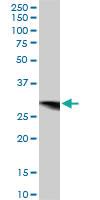 Anti-CYB5R3 Mouse Polyclonal Antibody