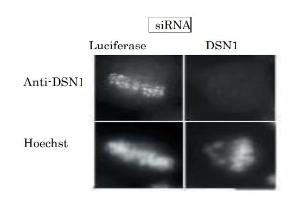 Anti-DSN1 Antibody