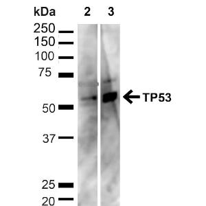 Western blot analysis of human HeLa and HEK293T cell lysates showing detection of ~43