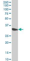 Anti-CYB5R3 Mouse Polyclonal Antibody