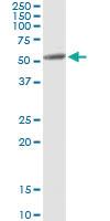 Anti-MAPK8 Antibody Pair