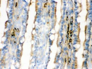 Anti-Cyclin D1 Mouse Monoclonal Antibody [clone: CY-D1]