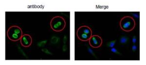 Anti-DSN1 Antibody