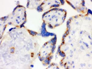 Anti-Cyclin D1 Mouse Monoclonal Antibody [clone: CY-D1]