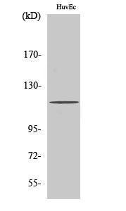 Western blot analysis of various cells using Anti-PKC mu Antibody