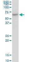 Anti-CCT7 Mouse Monoclonal Antibody [clone: 1D6]