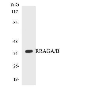 Western blot analysis of the lysates from HepG2 cells using Anti-RRAGA + RRAGB Antibody